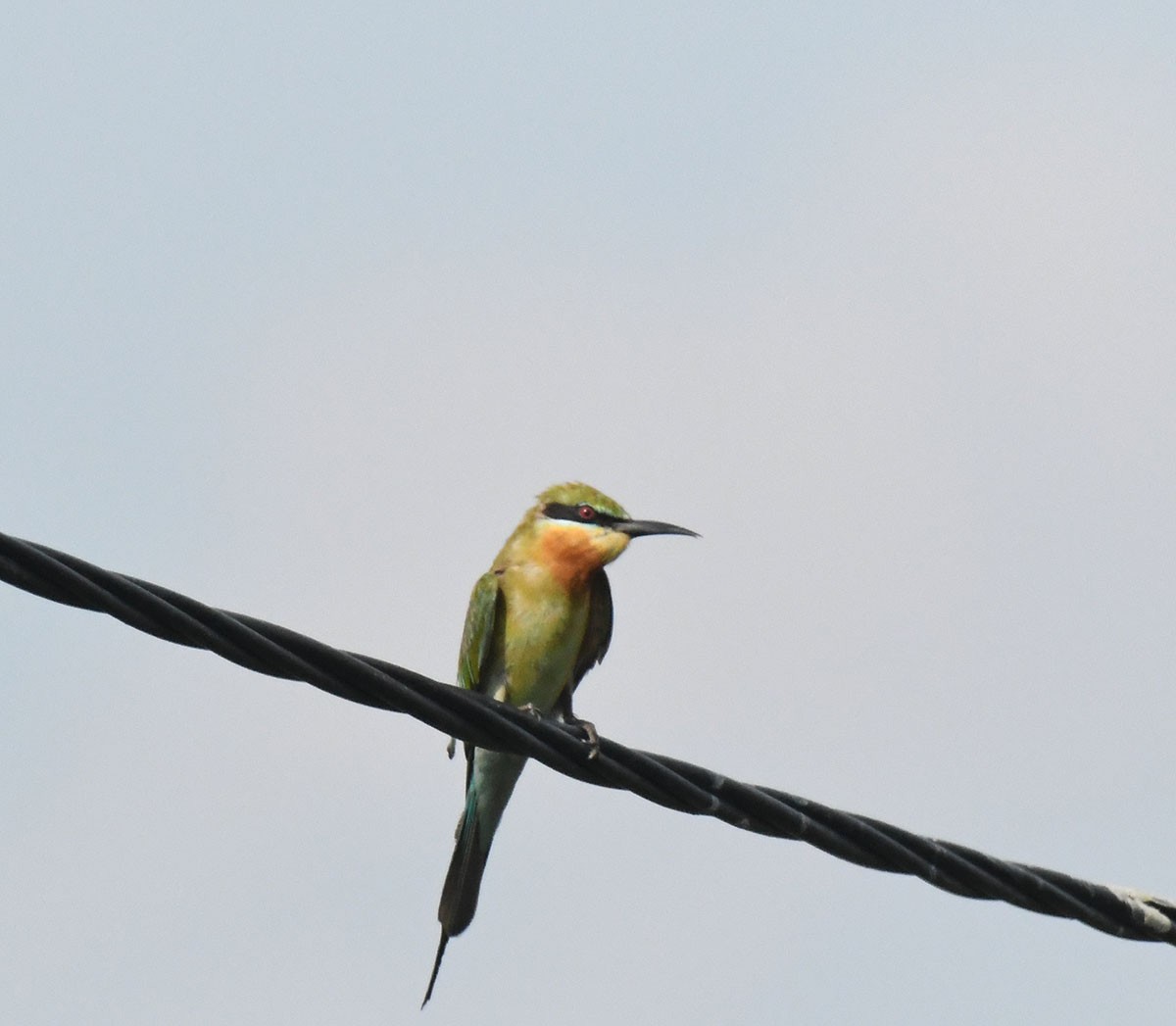 Blue-tailed Bee-eater - ML620719164