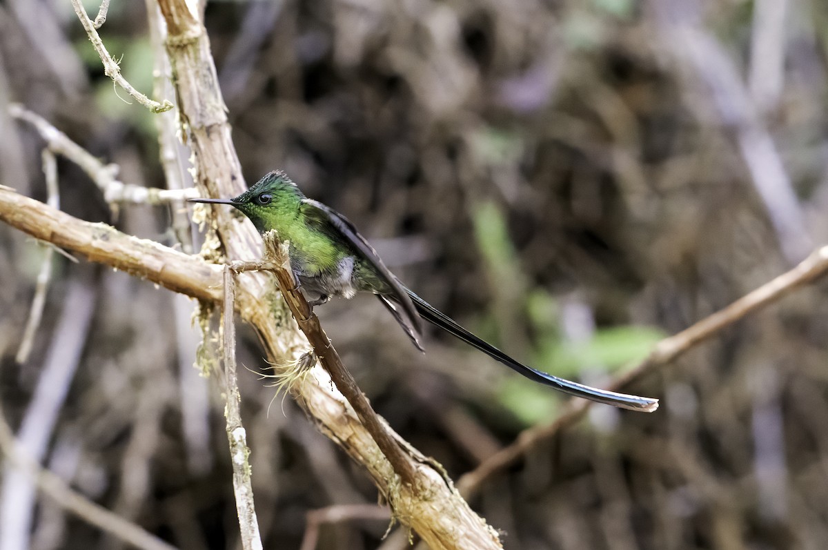 Long-tailed Sylph - ML620719165