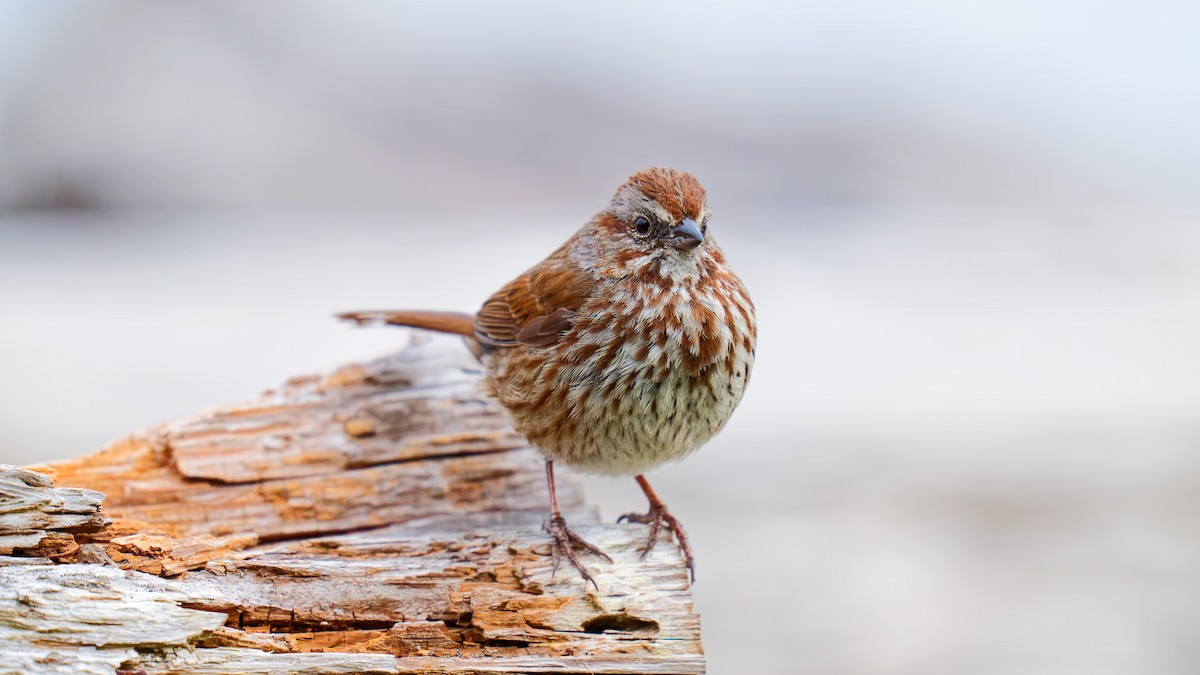 Song Sparrow - ML620719166