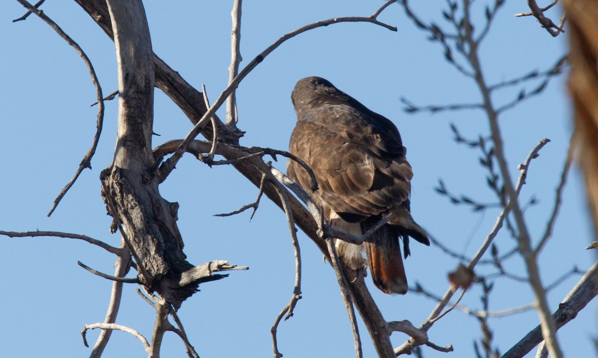 Red-tailed Hawk (Harlan's) - ML620719168