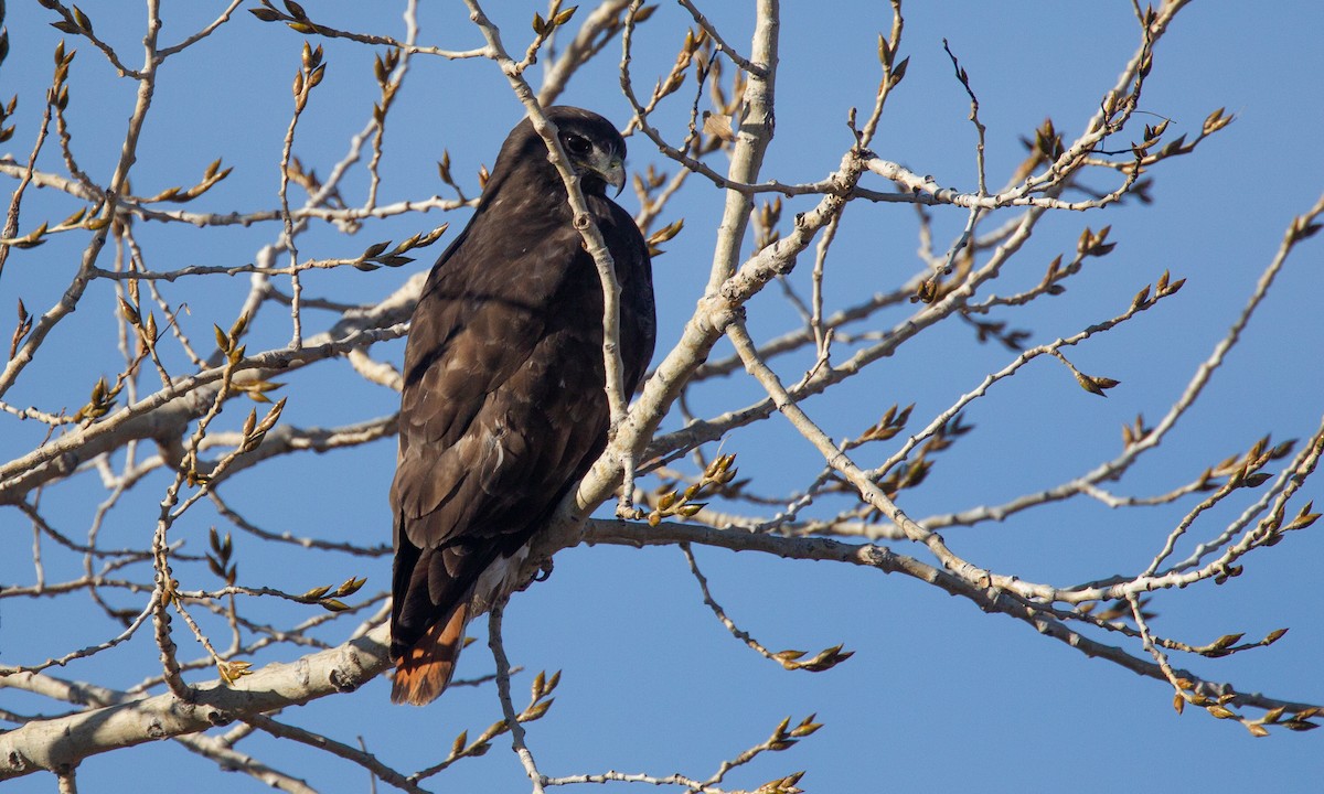 Red-tailed Hawk (Harlan's) - ML620719169