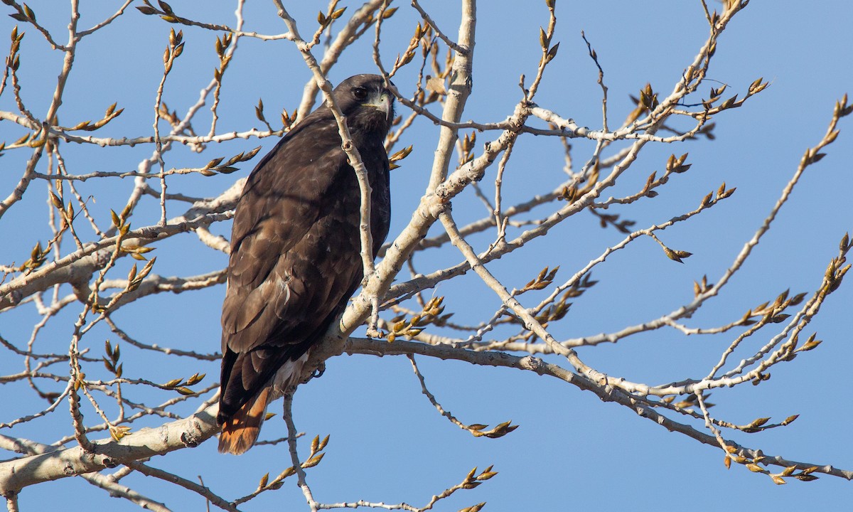 Red-tailed Hawk (Harlan's) - ML620719170