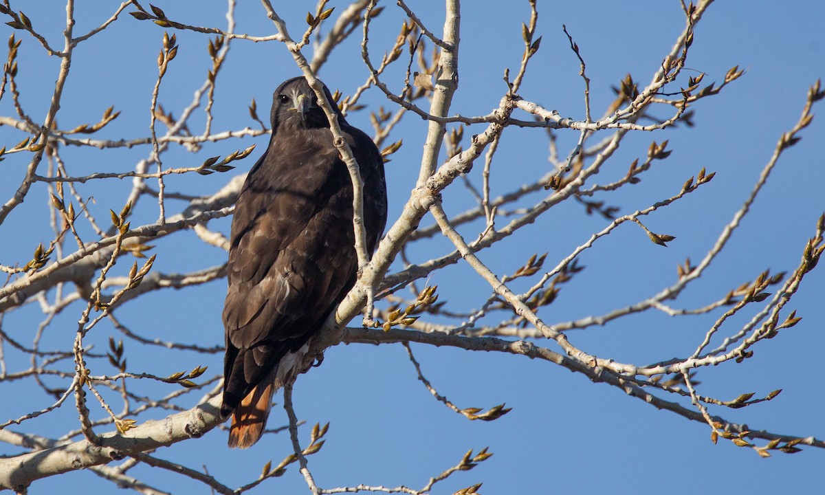 Red-tailed Hawk (Harlan's) - ML620719171