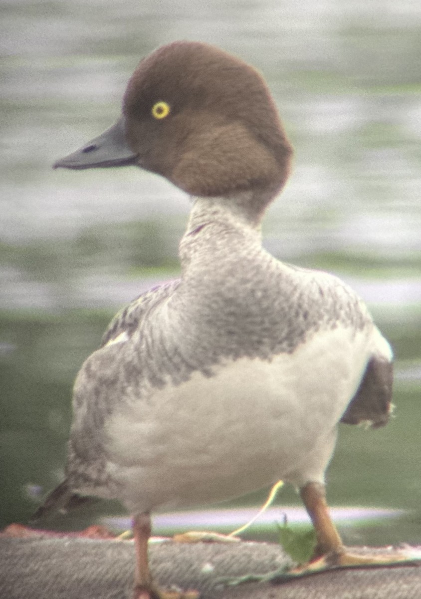 Common Goldeneye - ML620719172