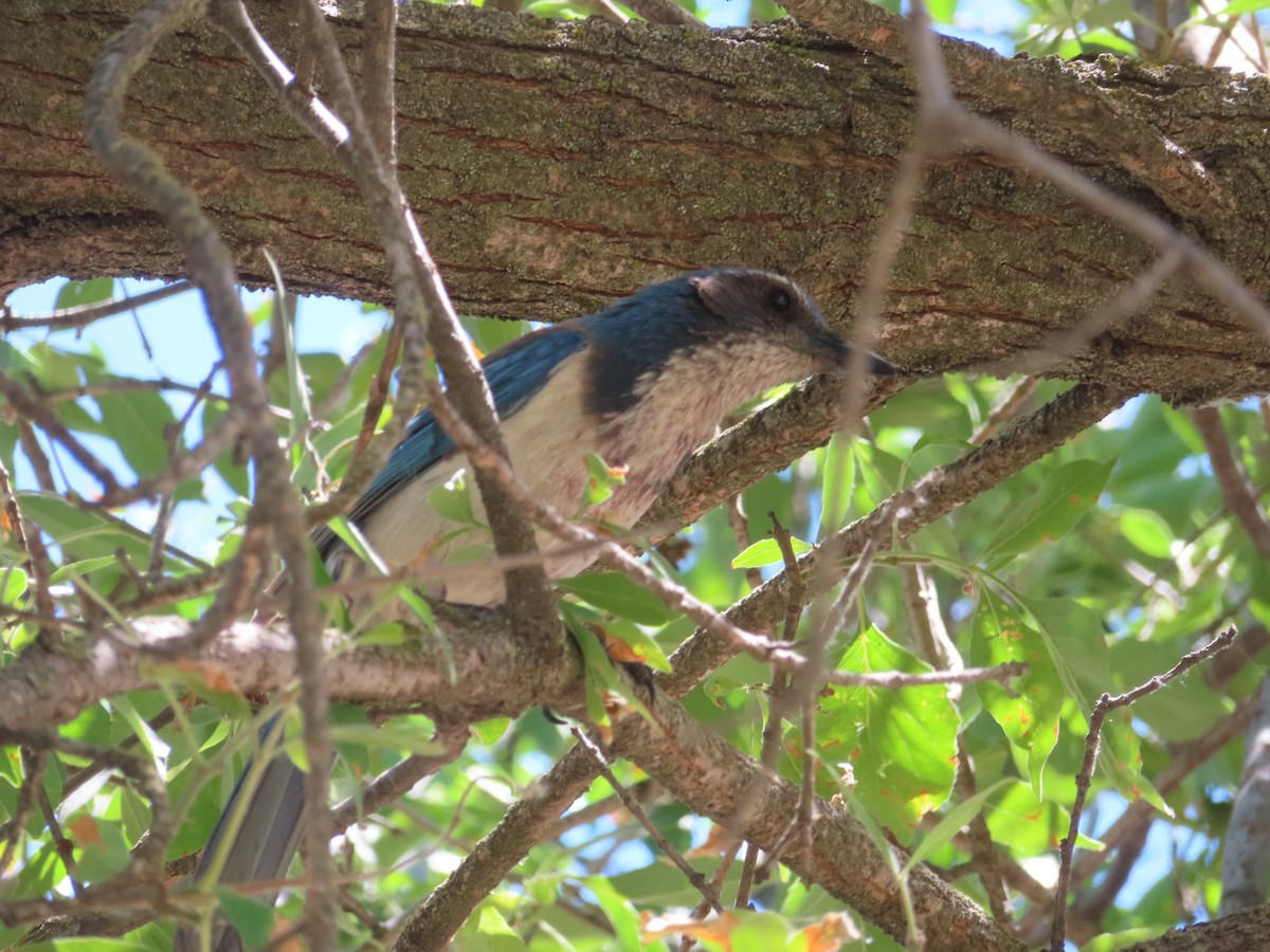 California Scrub-Jay - ML620719173