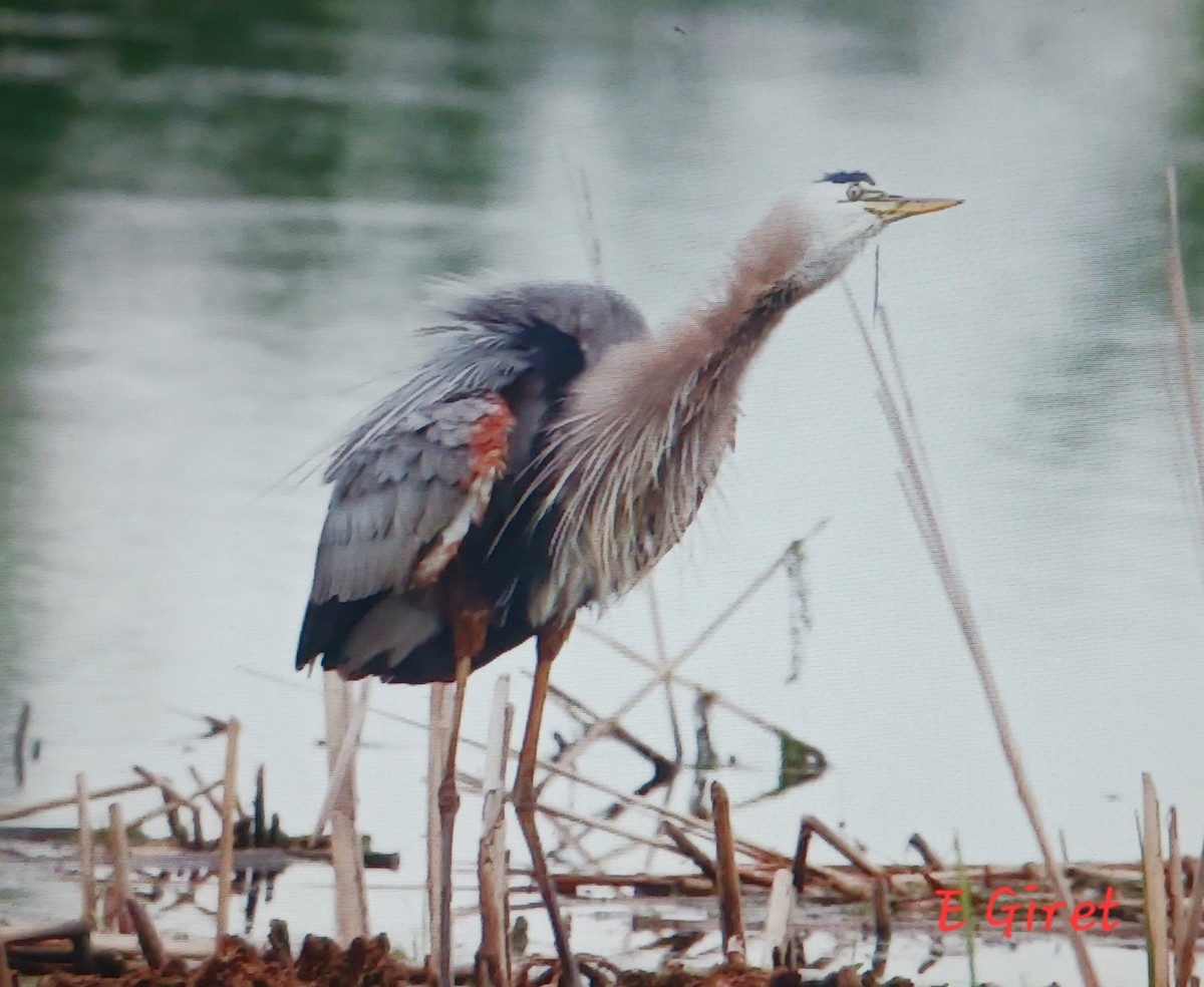 Great Blue Heron - ML620719174