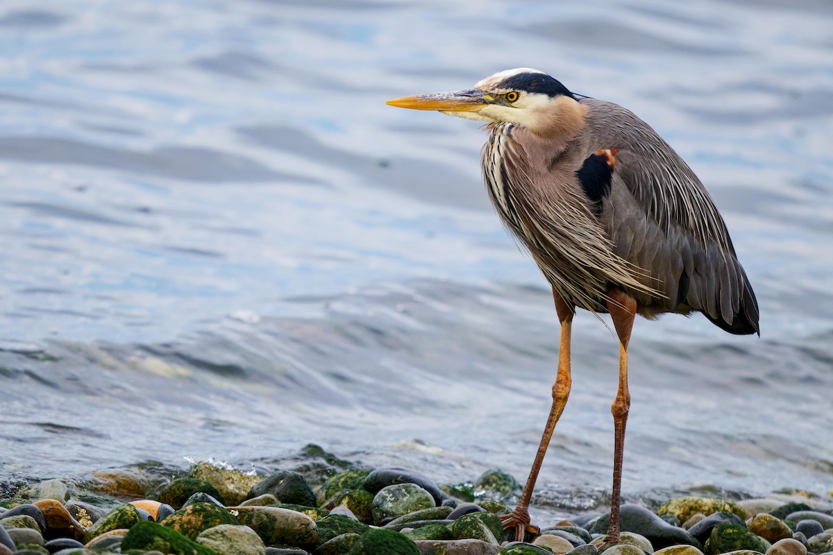 Great Blue Heron - ML620719177