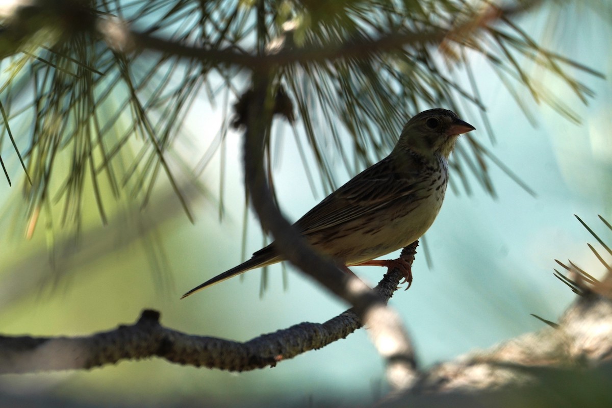 Vesper Sparrow - ML620719179