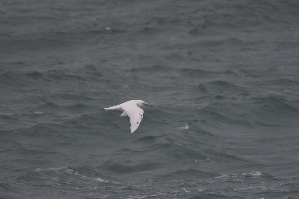 Ivory Gull - ML620719180