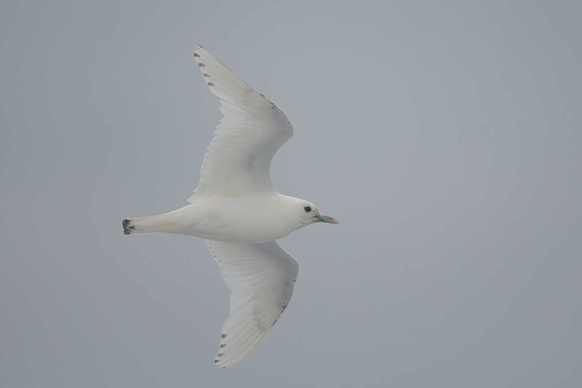 Ivory Gull - ML620719181