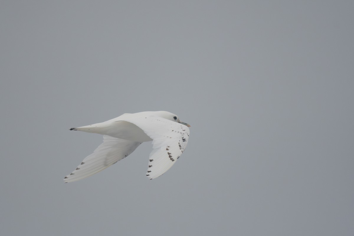 Ivory Gull - ML620719182