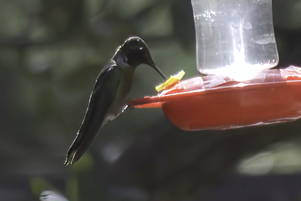 Anna's Hummingbird - ML620719184