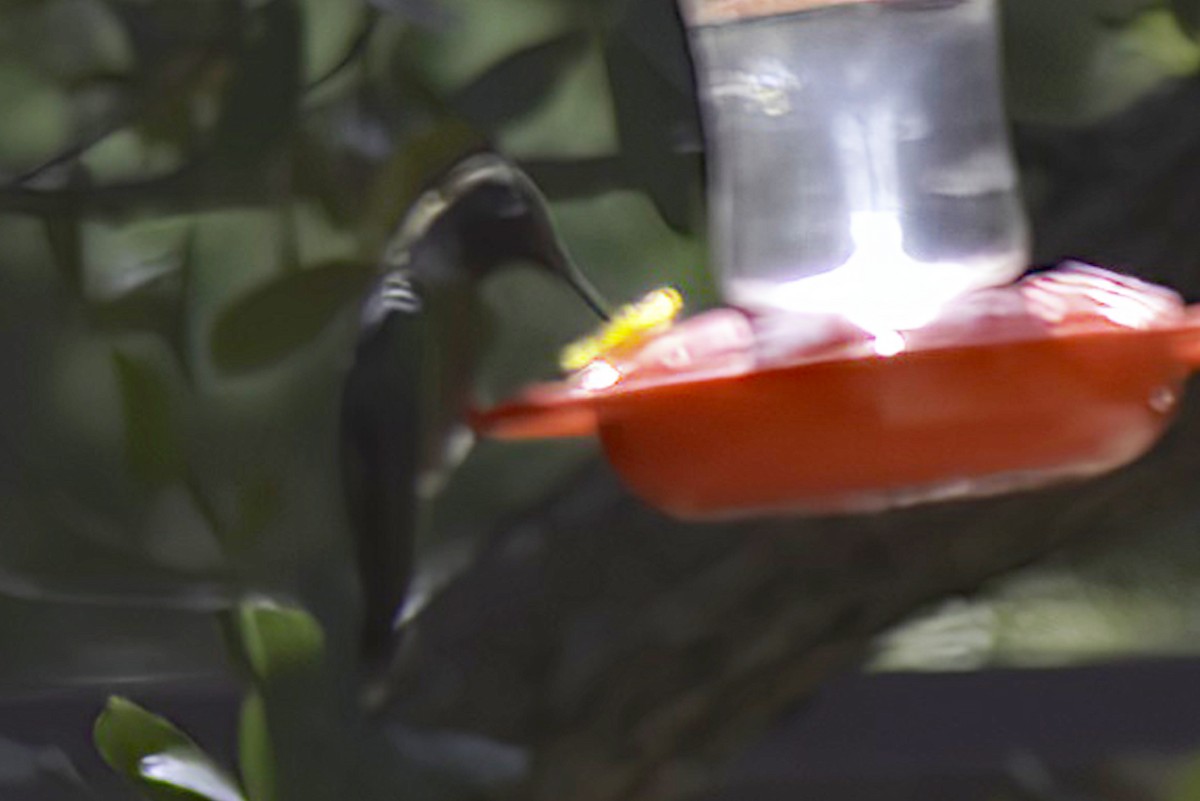 Anna's Hummingbird - ML620719185