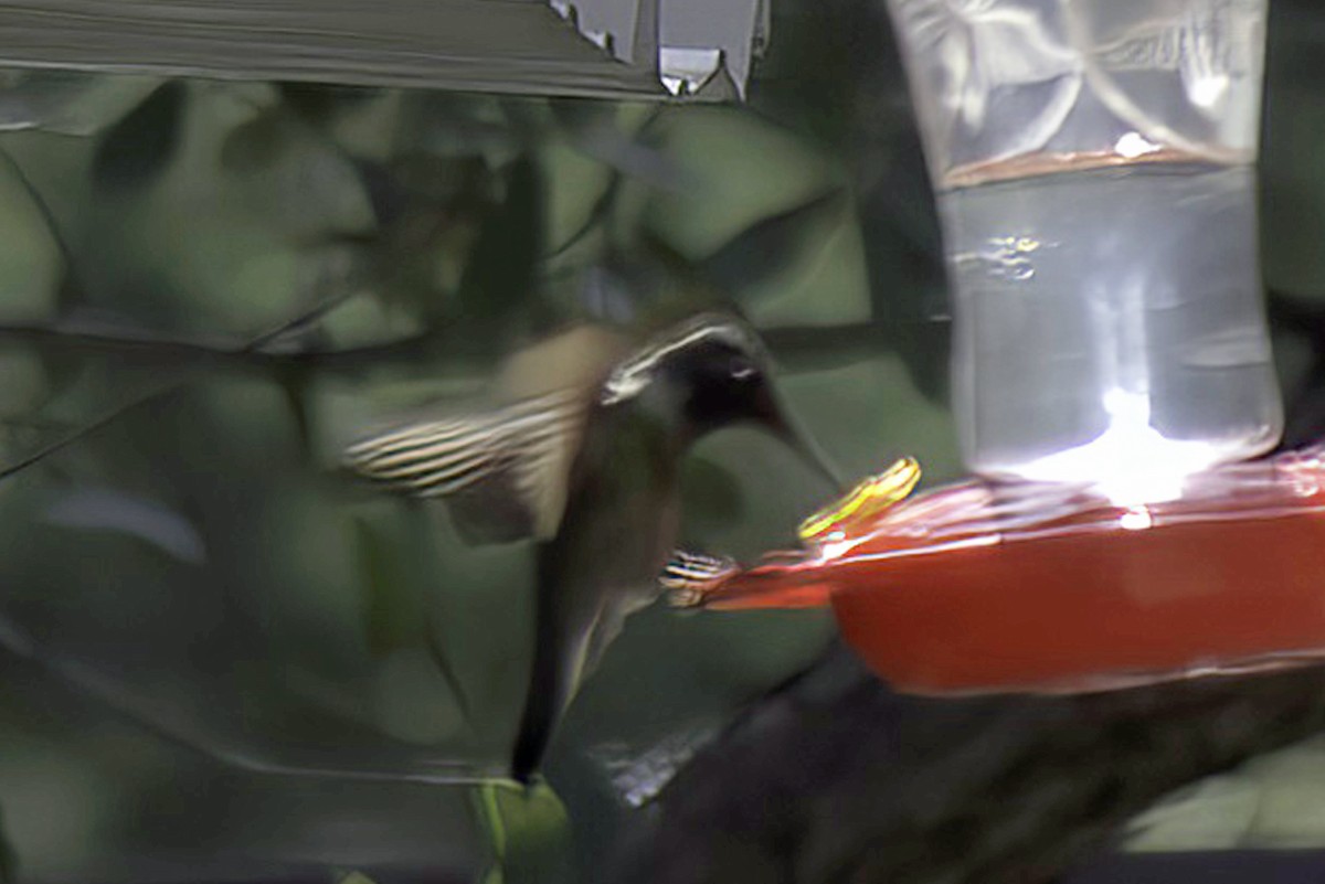 Anna's Hummingbird - ML620719186