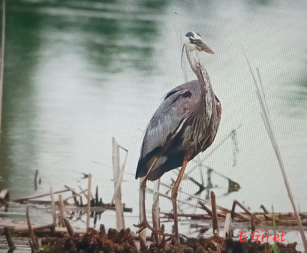 Great Blue Heron - ML620719187