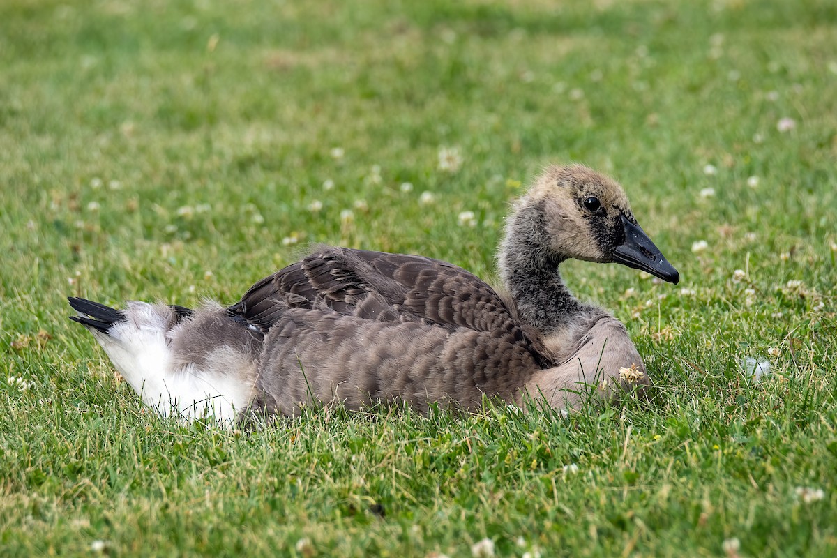 Canada Goose - ML620719188