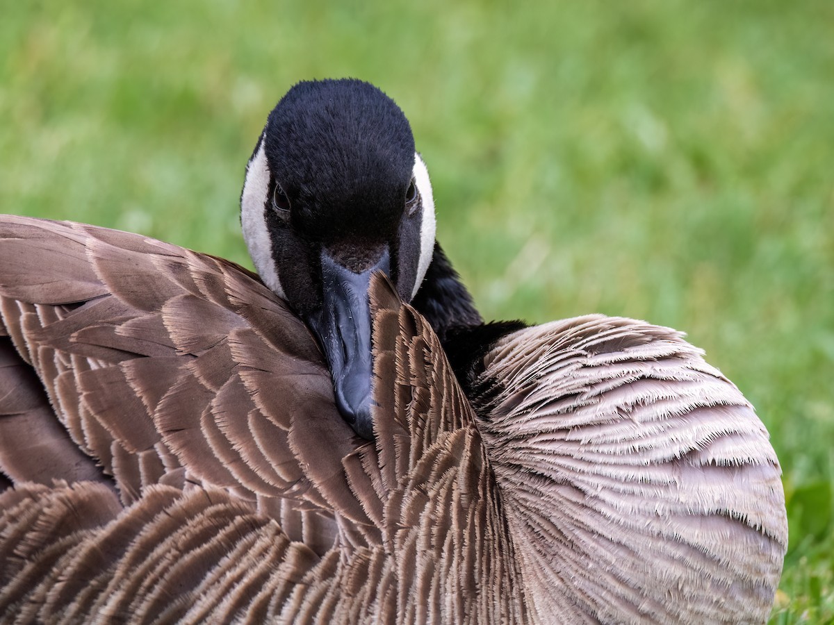 Canada Goose - ML620719189