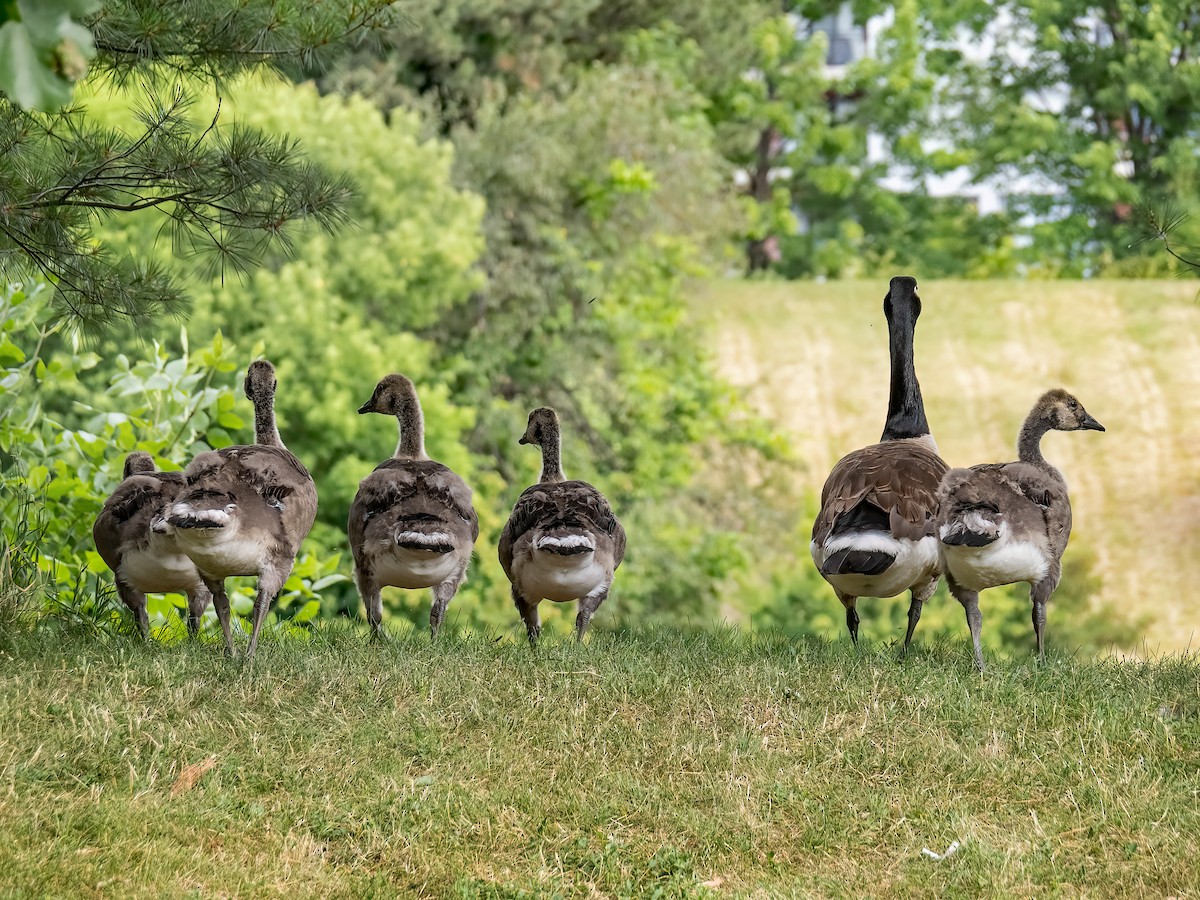 Canada Goose - ML620719190