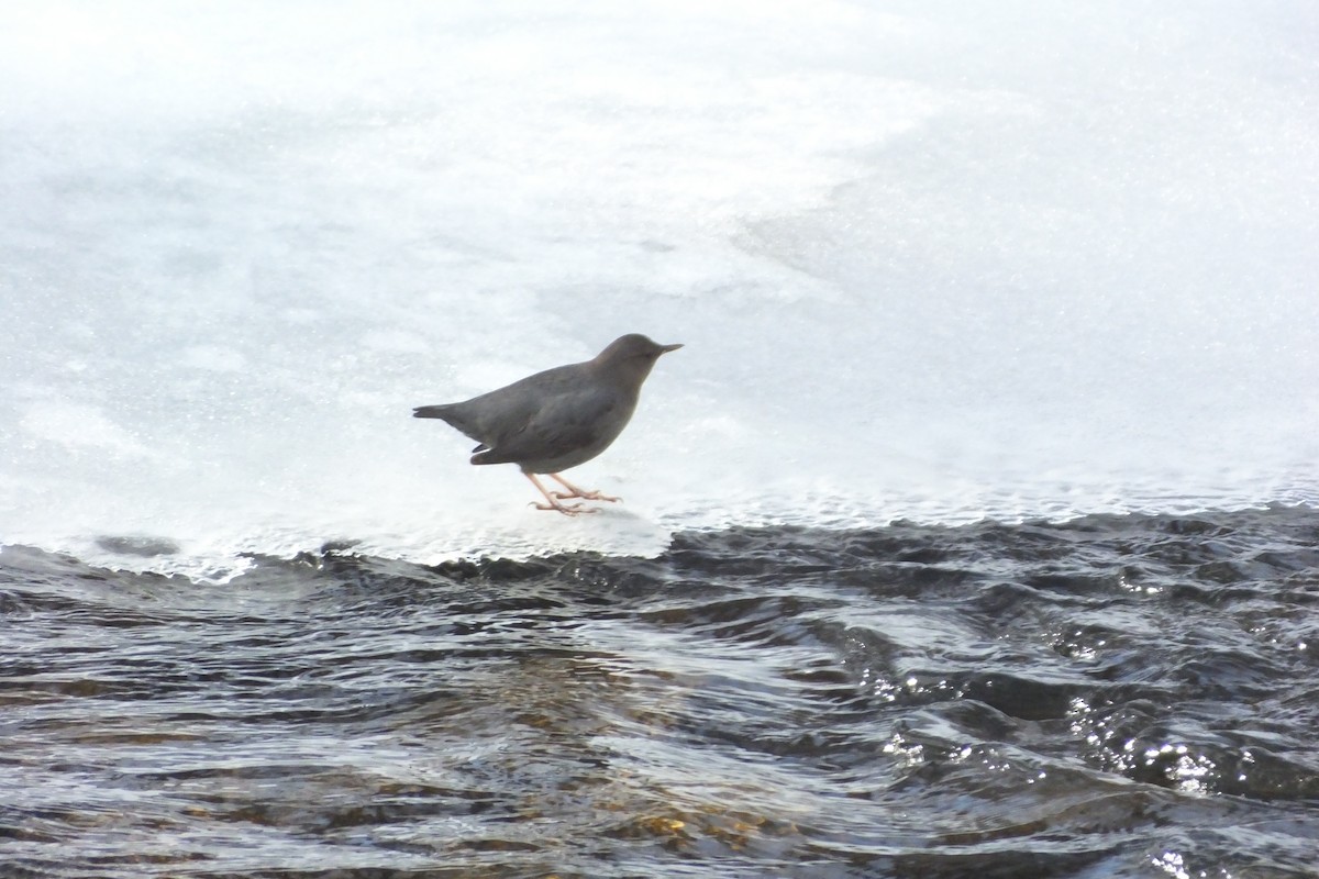 American Dipper - ML620719192