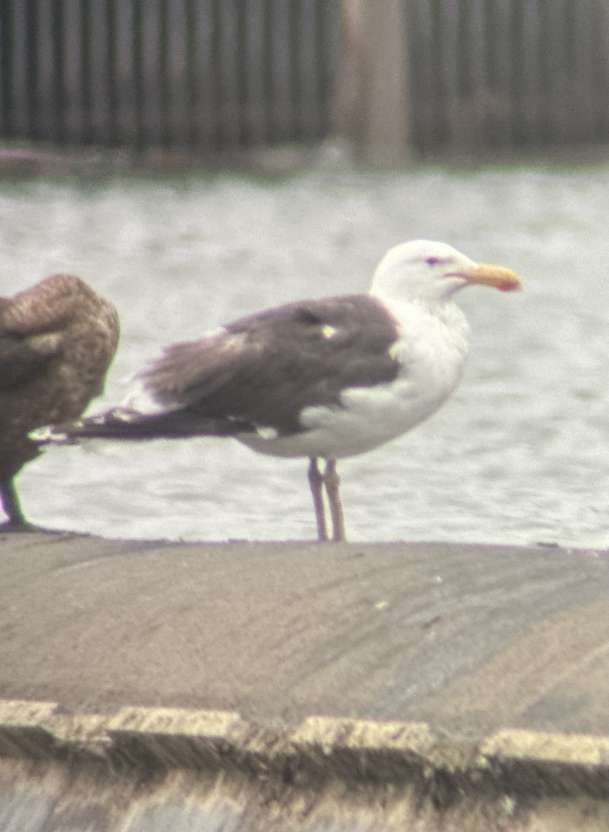 Great Black-backed Gull - ML620719194