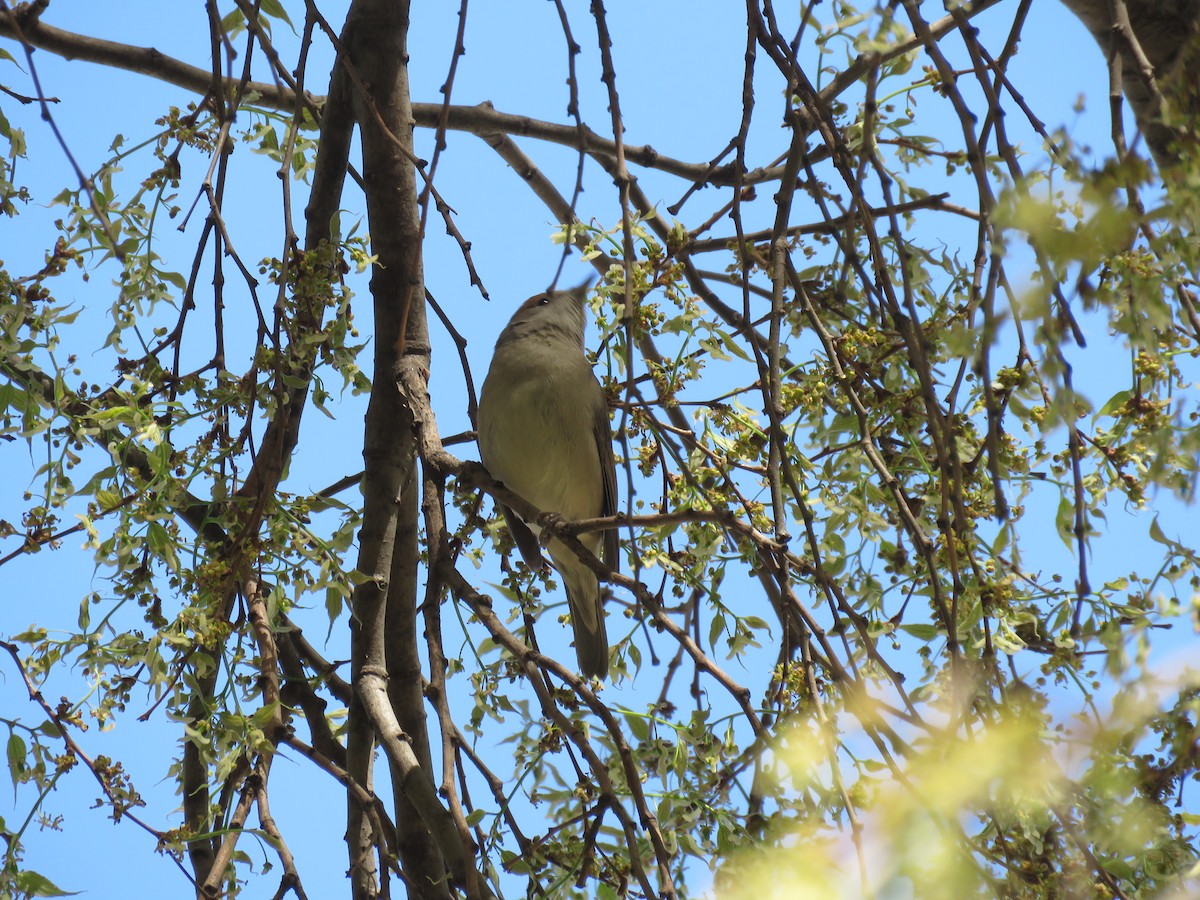 Eurasian Blackcap - ML620719195