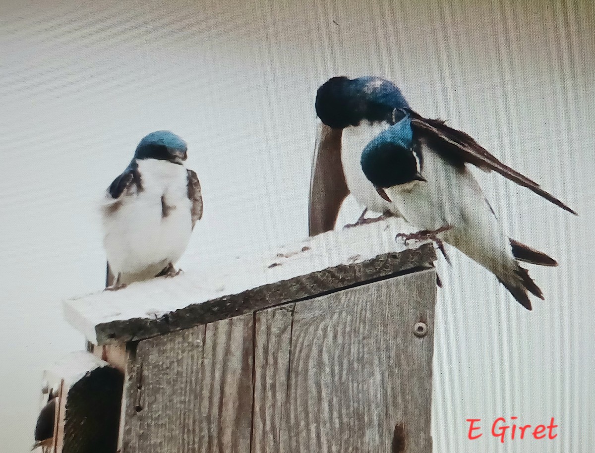 Tree Swallow - ML620719196