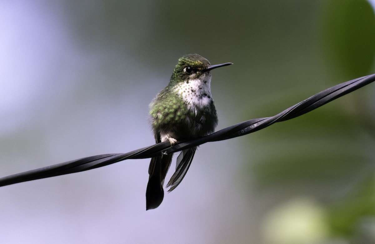 Colibrí de Raquetas Faldiblanco - ML620719197