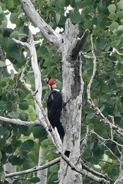 Pileated Woodpecker - ML620719207