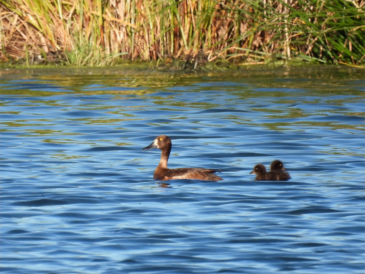 Tufted Duck - ML620719208