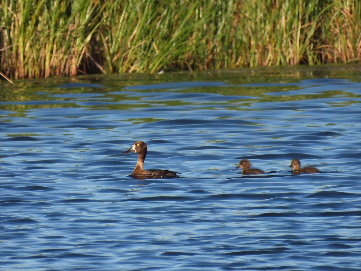 Tufted Duck - ML620719210