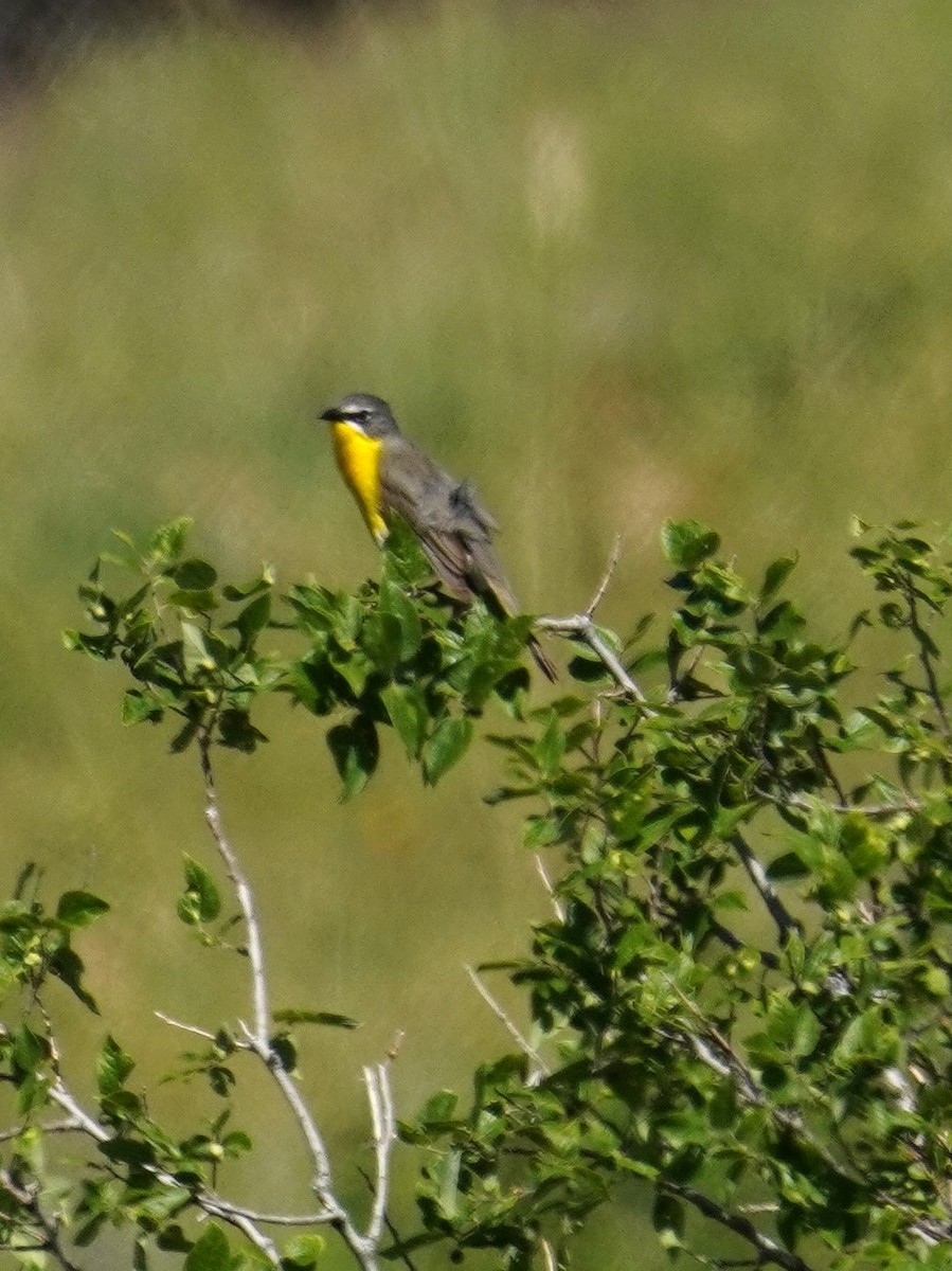 Yellow-breasted Chat - Kristy Dhaliwal