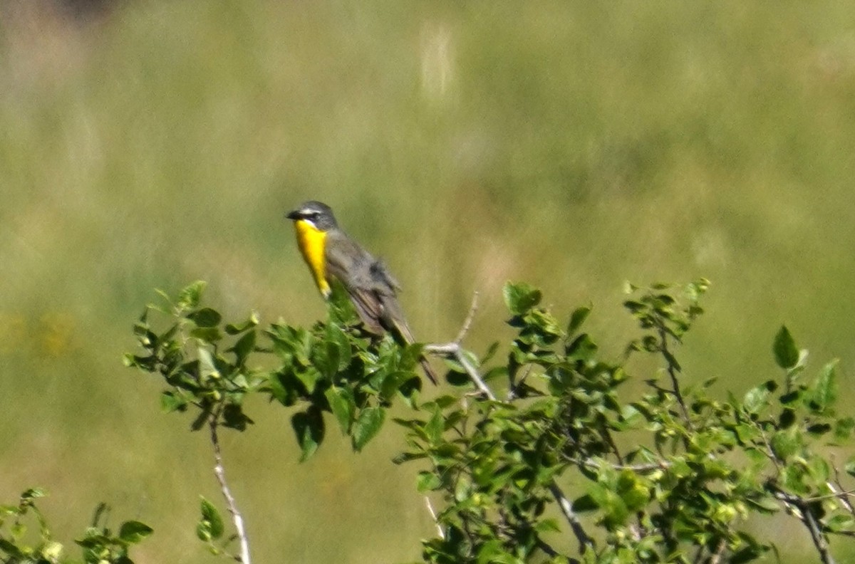 Yellow-breasted Chat - ML620719212