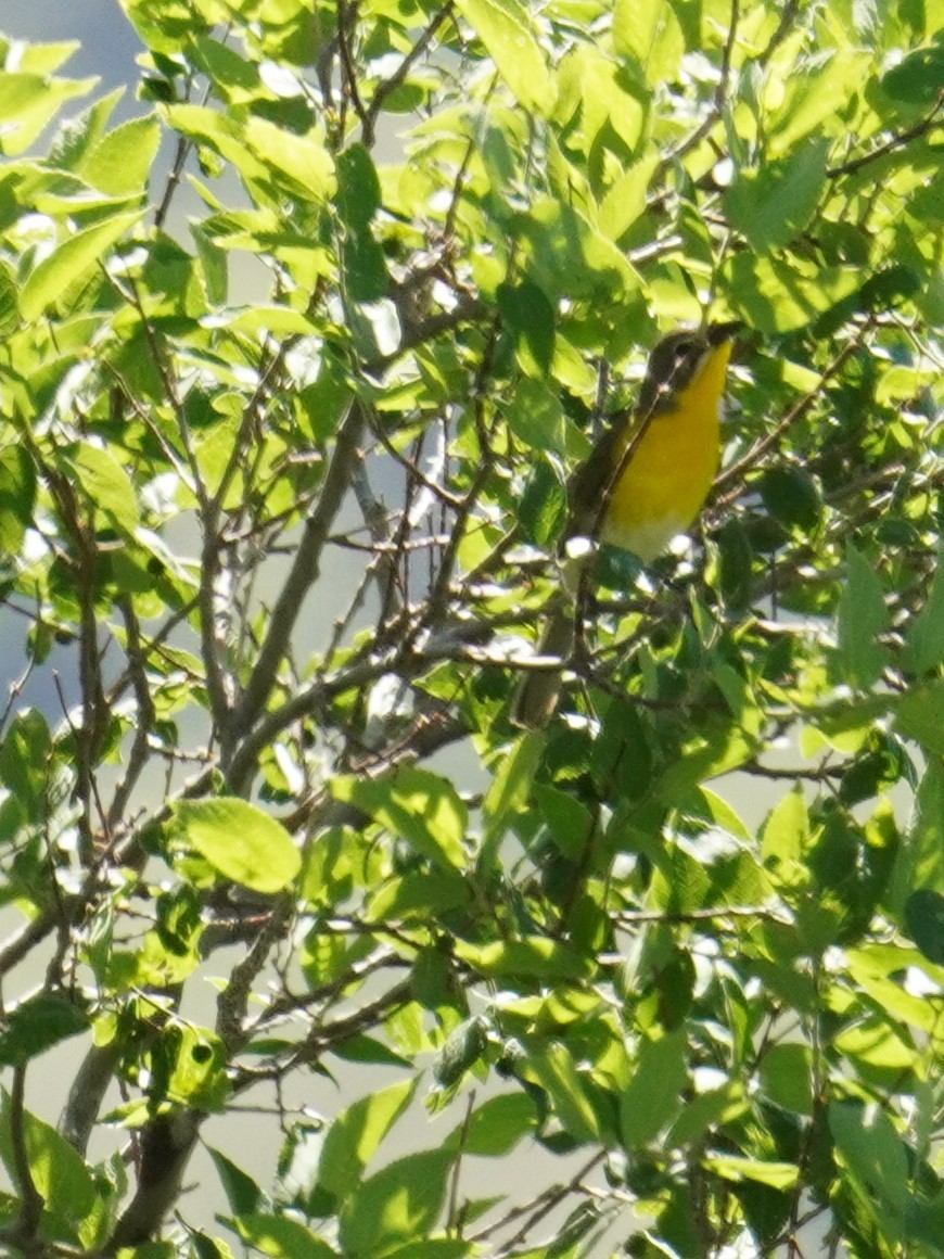 Yellow-breasted Chat - ML620719213