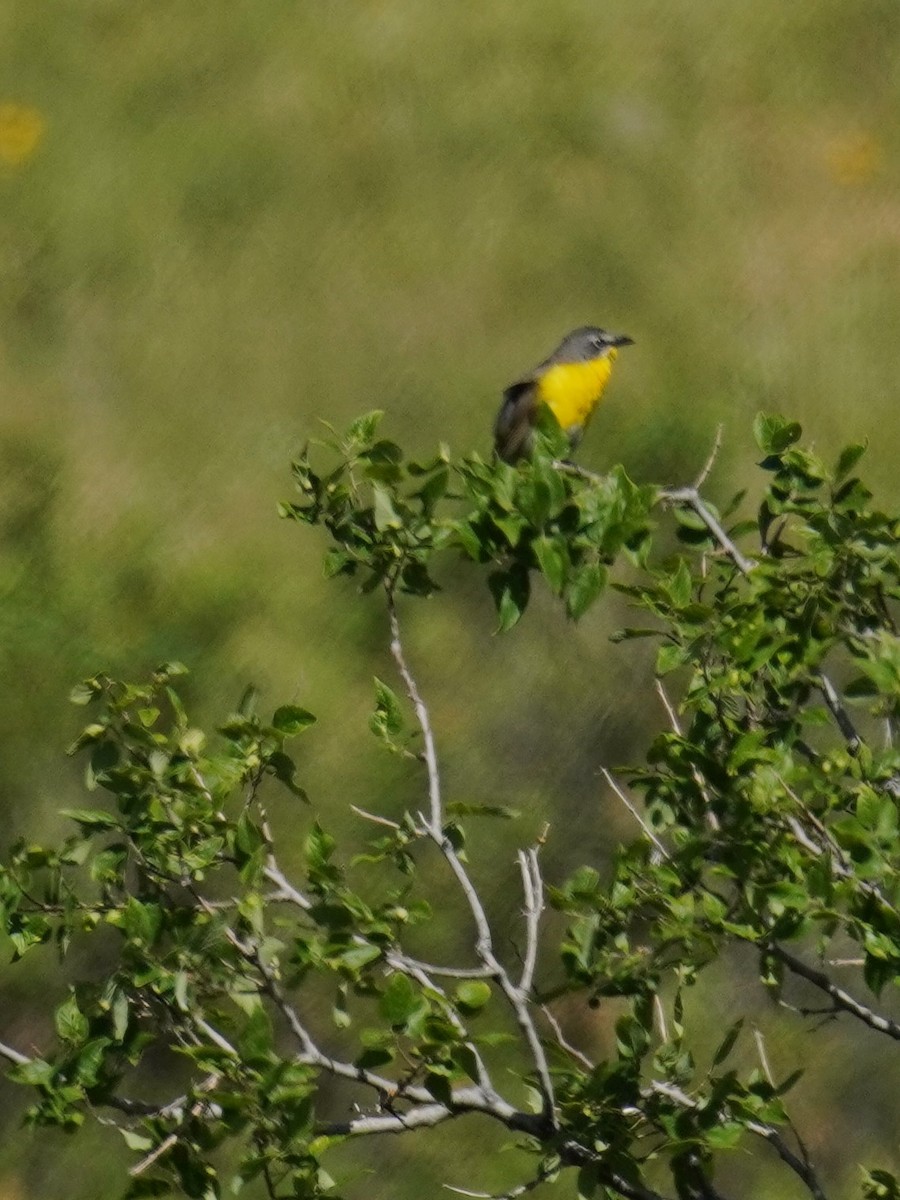 Yellow-breasted Chat - ML620719214