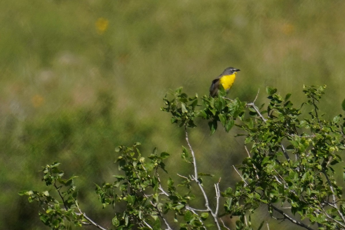 Yellow-breasted Chat - ML620719215