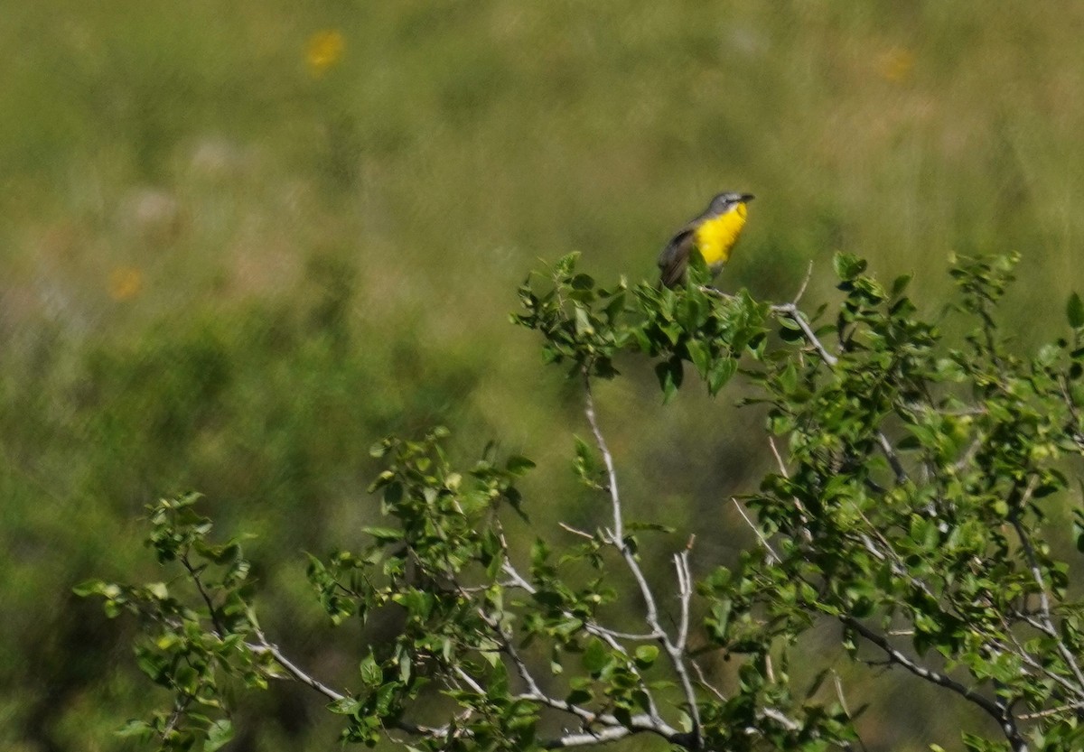 Yellow-breasted Chat - ML620719216