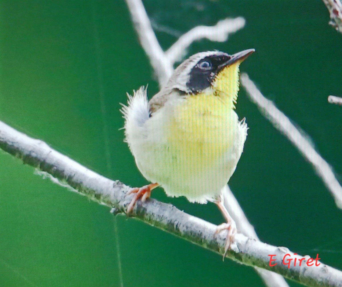 Common Yellowthroat - ML620719221