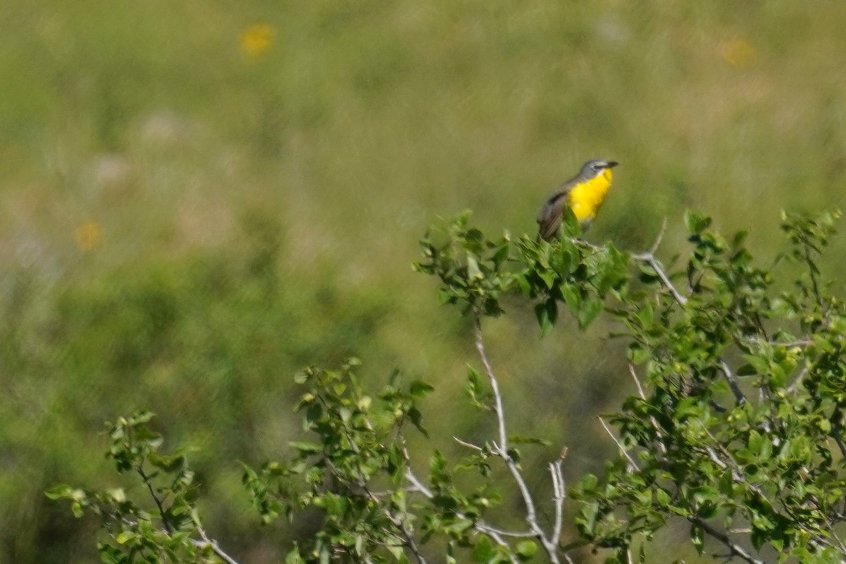 Yellow-breasted Chat - ML620719222