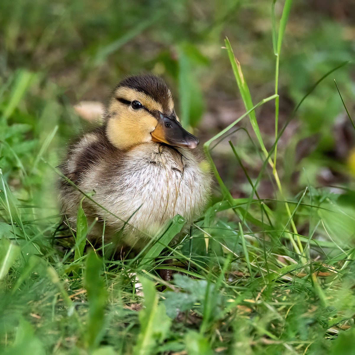 Mallard - ML620719224