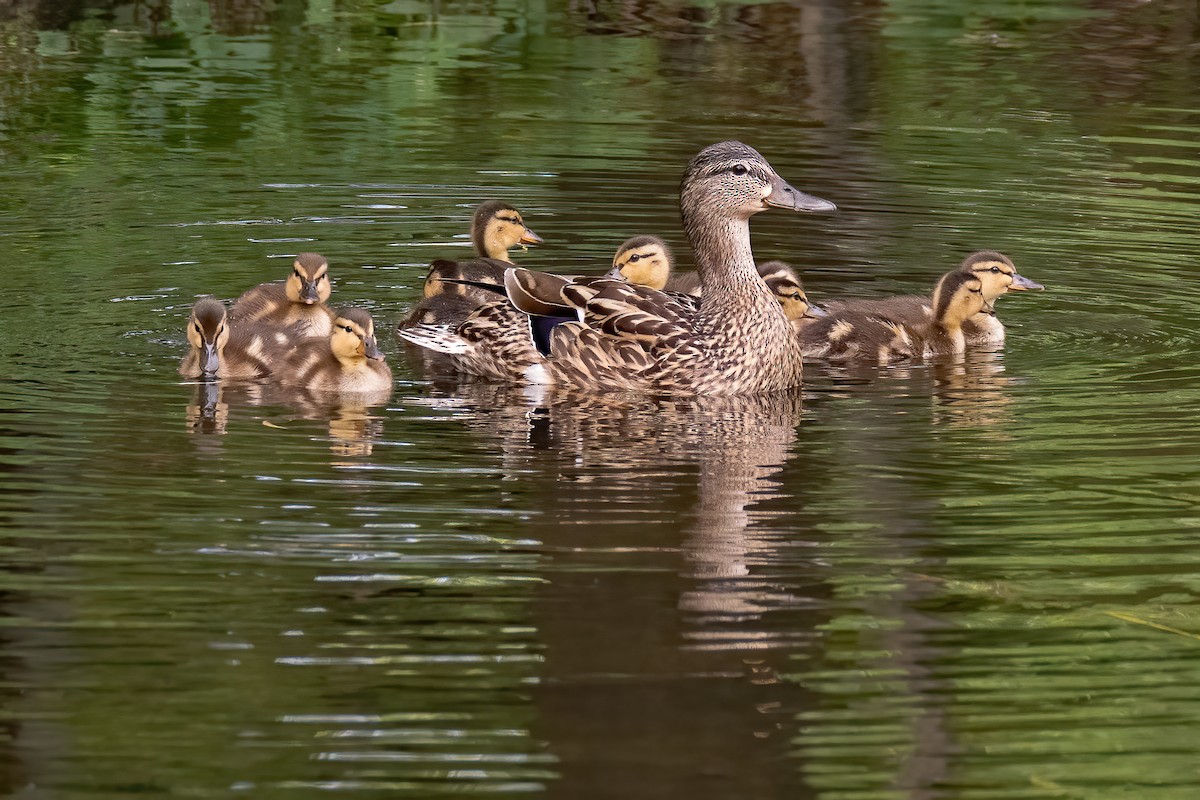 Mallard - Danielle  A