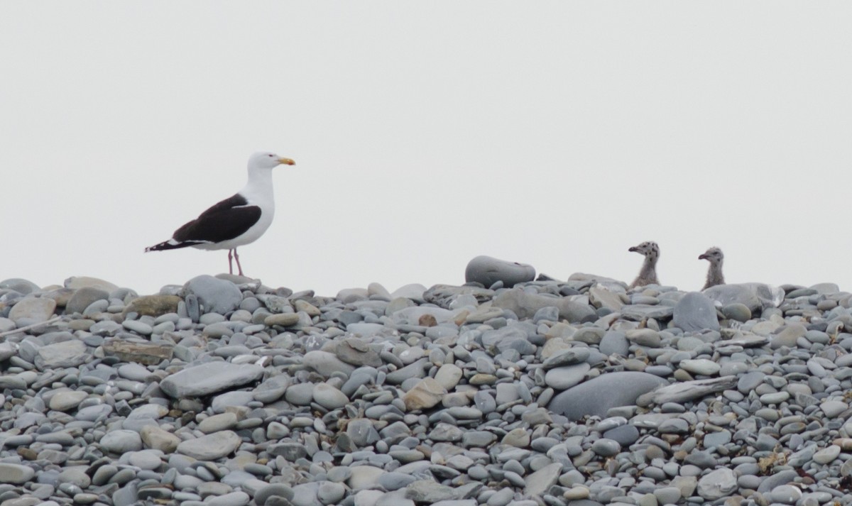 Great Black-backed Gull - Alix d'Entremont