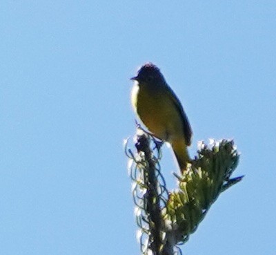 MacGillivray's Warbler - Karen Rush