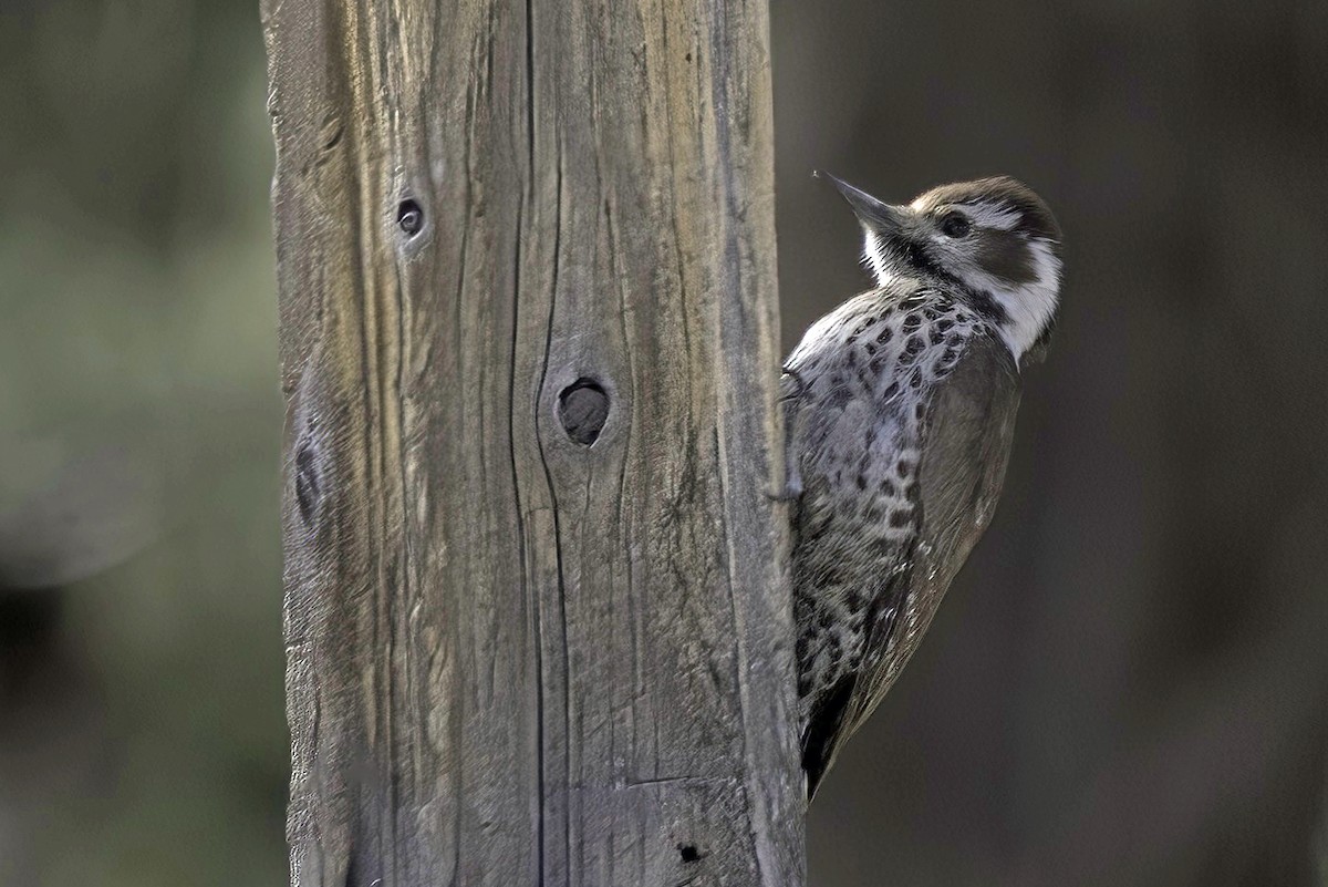 Arizona Woodpecker - ML620719238