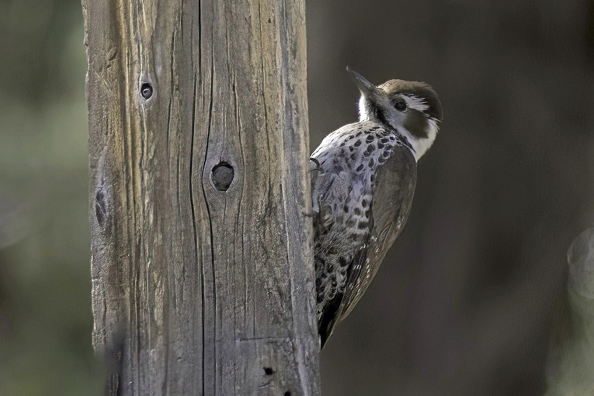 Arizona Woodpecker - ML620719239