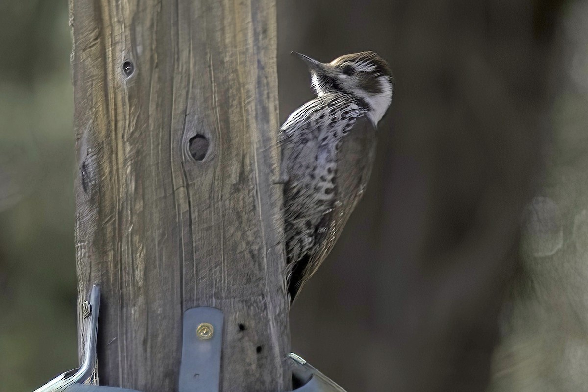 Arizona Woodpecker - Jim Tonkinson