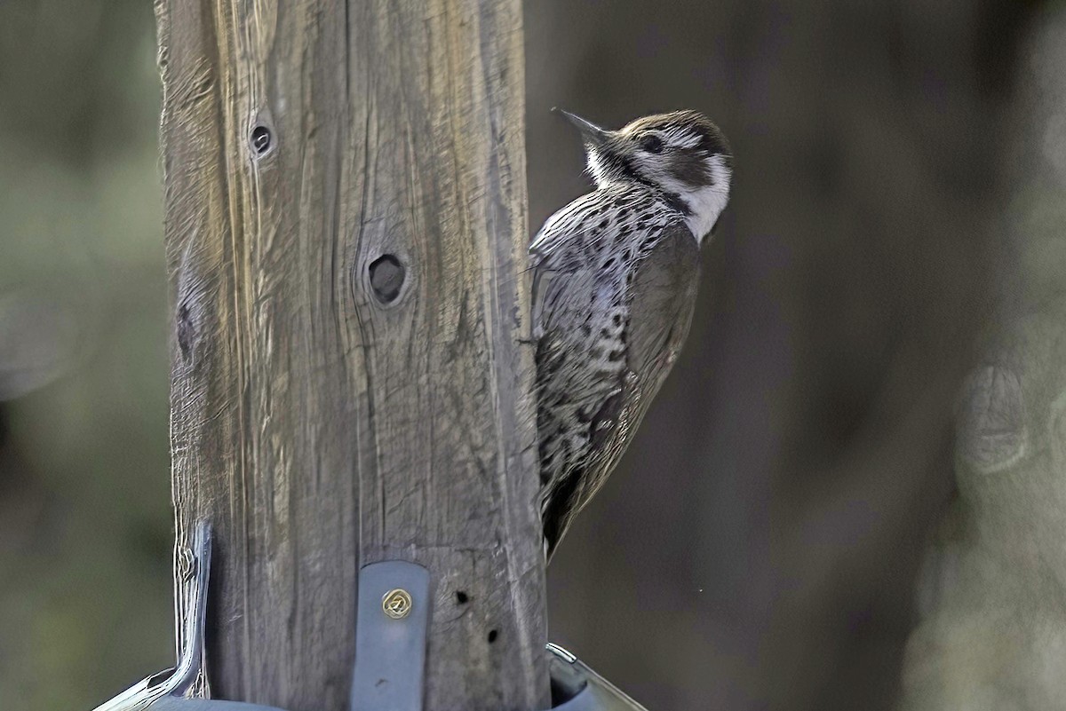 Arizona Woodpecker - ML620719244