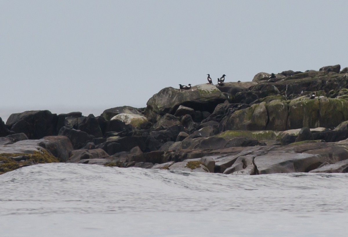 Black Guillemot - ML620719245