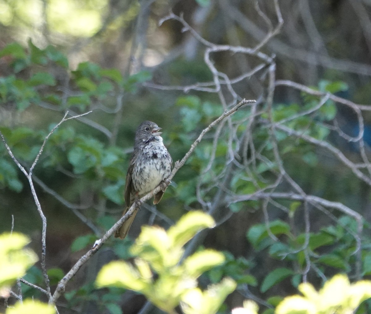 Fox Sparrow (Thick-billed) - ML620719247