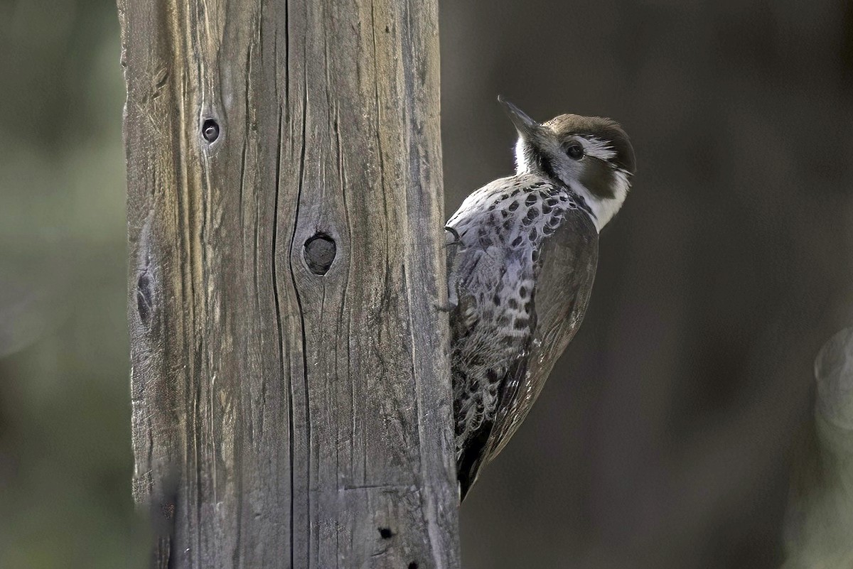 Arizona Woodpecker - ML620719249