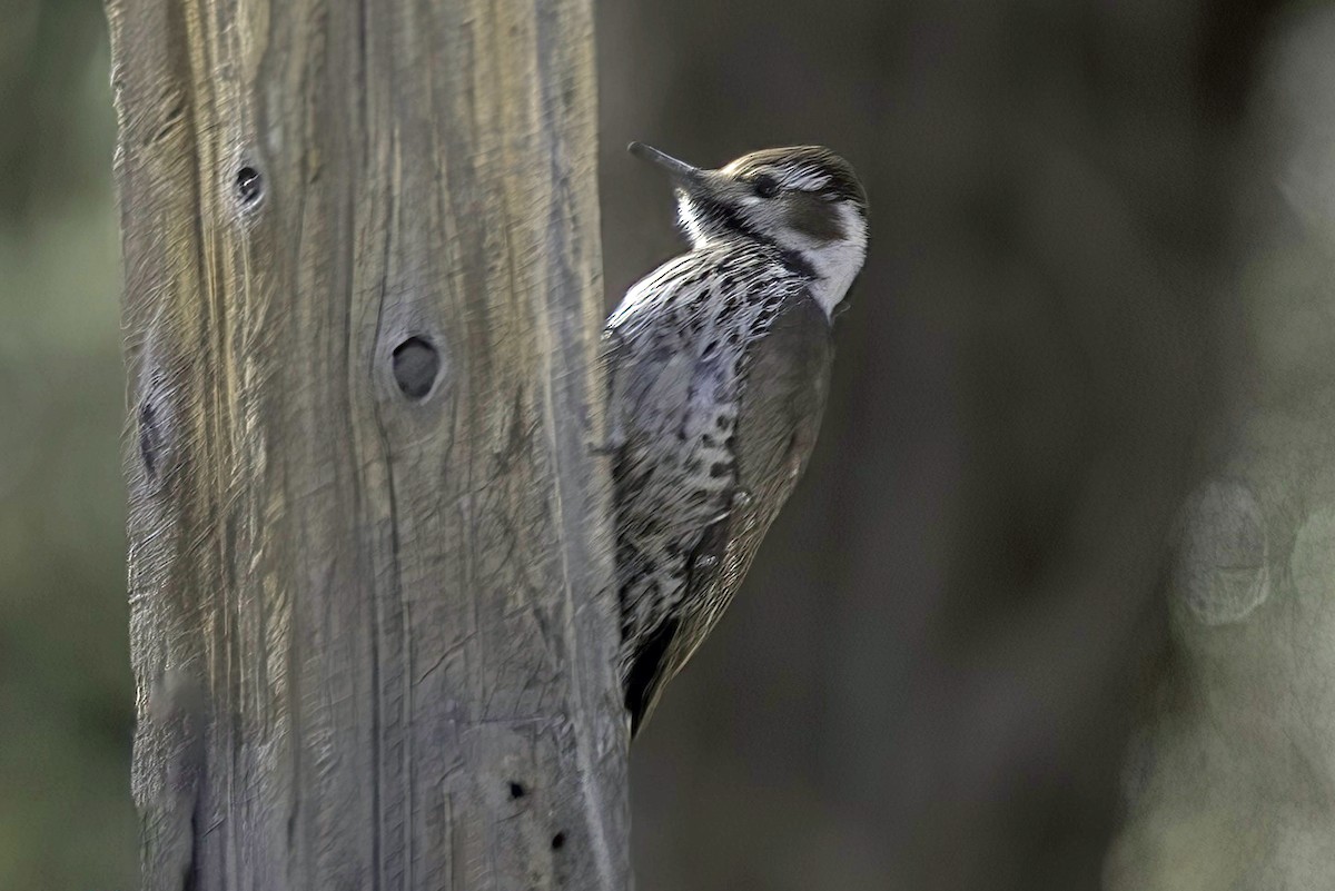 Arizona Woodpecker - ML620719250